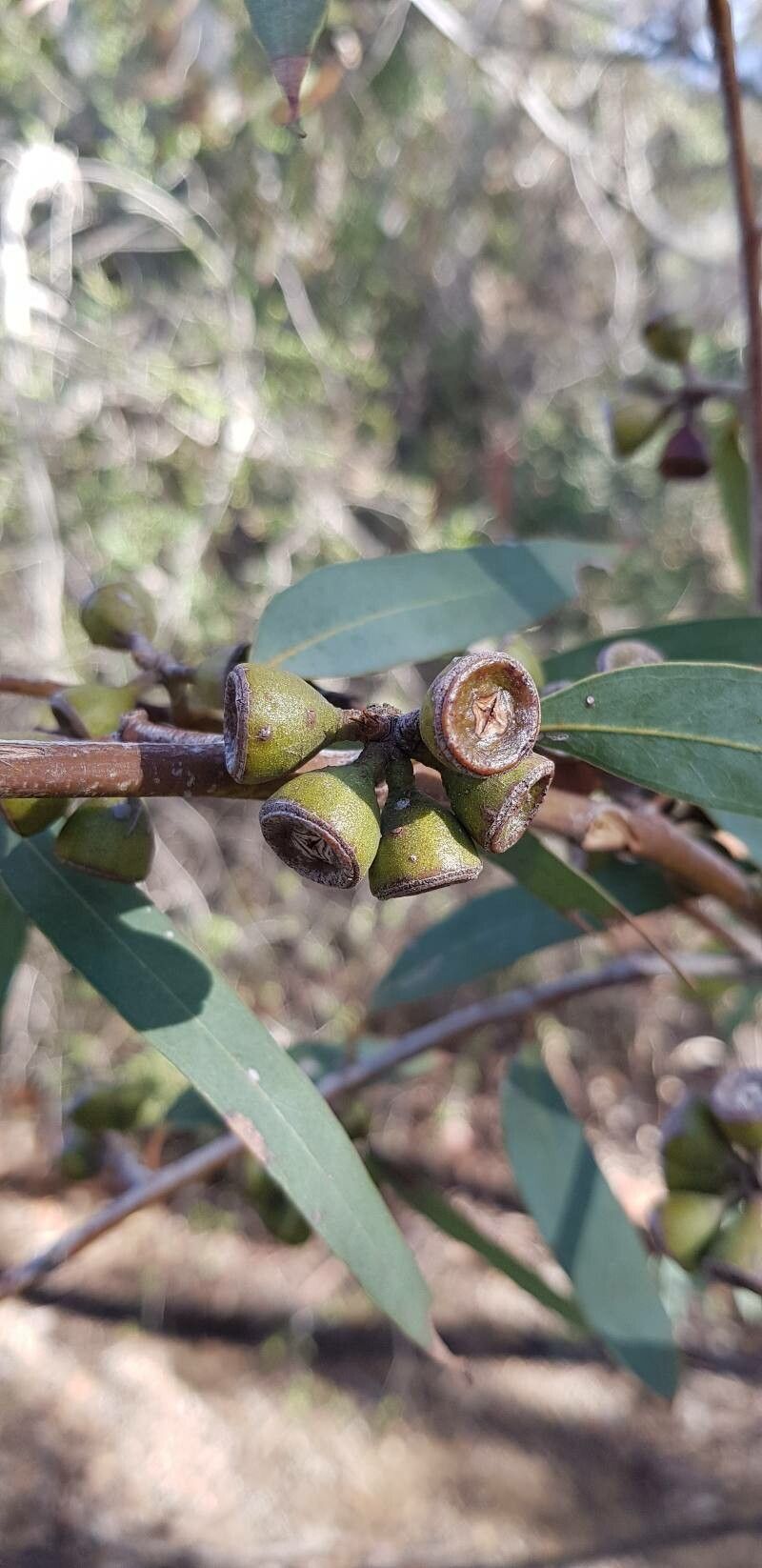 Eucalyptus diversifolia fruit