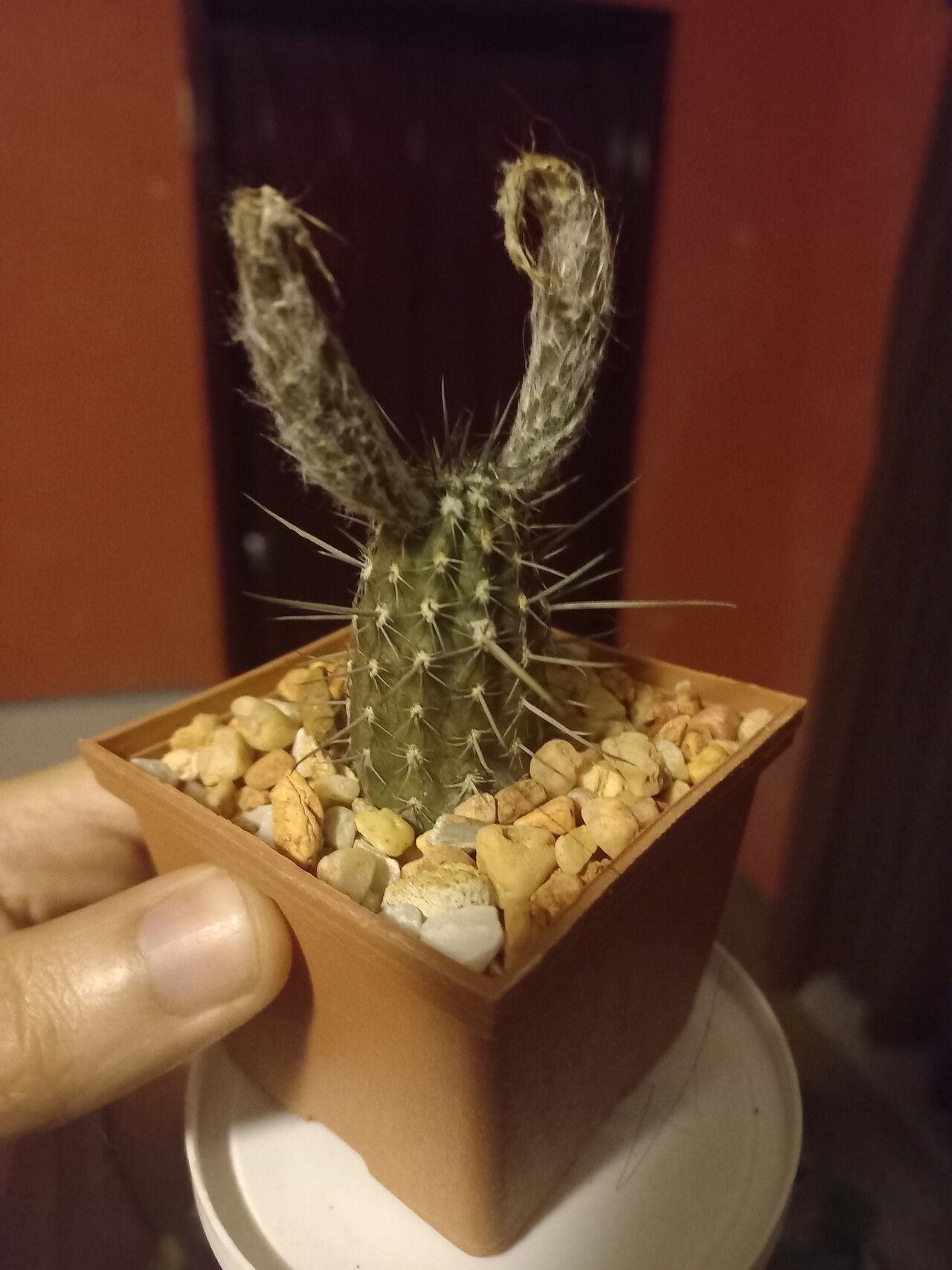 Setiechinopsis mirabilis leaf