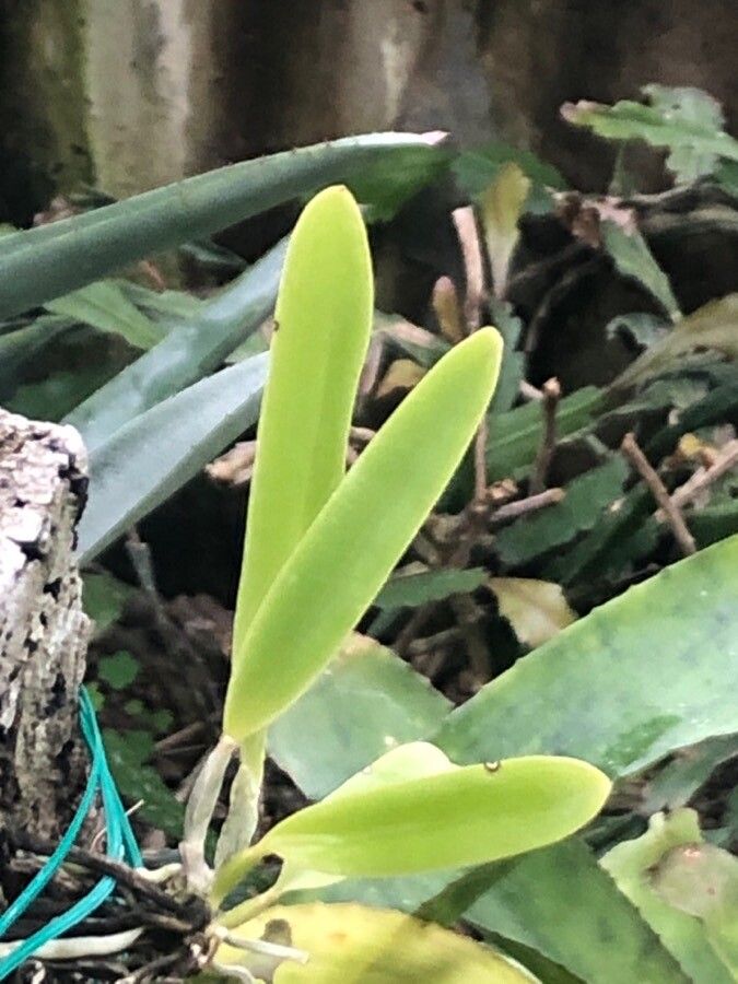 Cattleya mossiae — search result for 'orchid group'