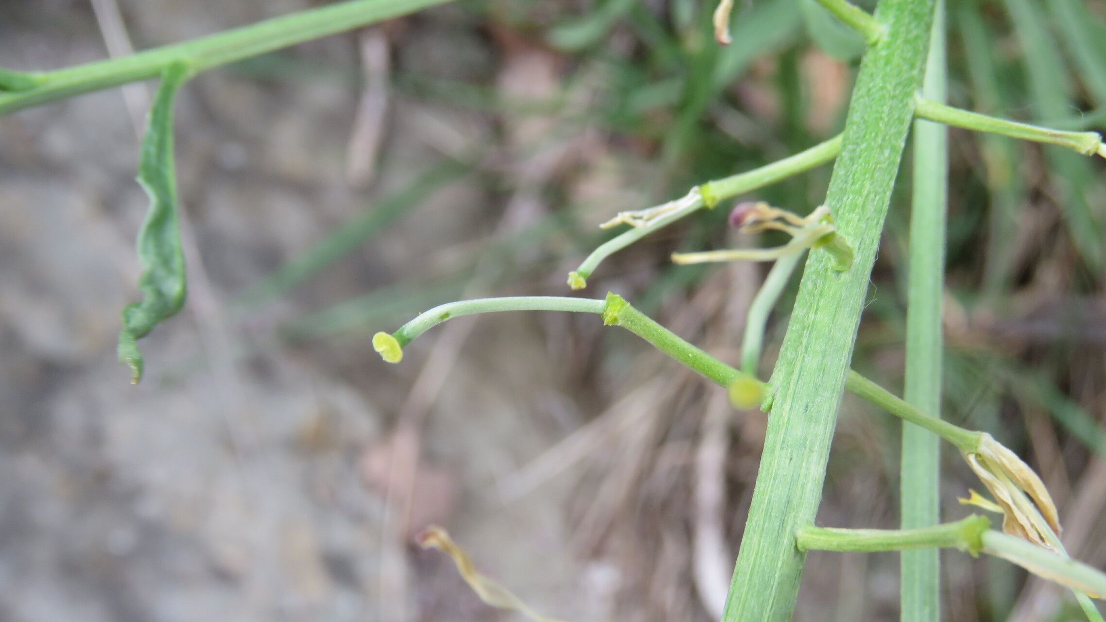 Erysimum grandiflorum fruit