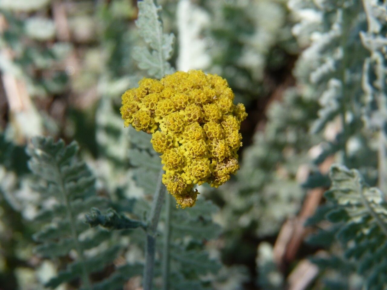 Achillea clypeolata flower