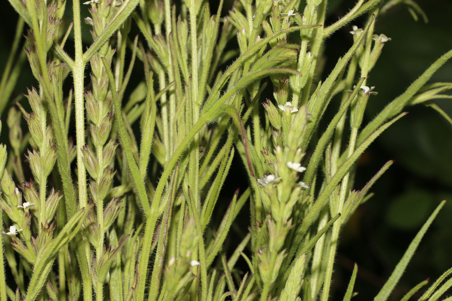 Buchnera pusilla leaf