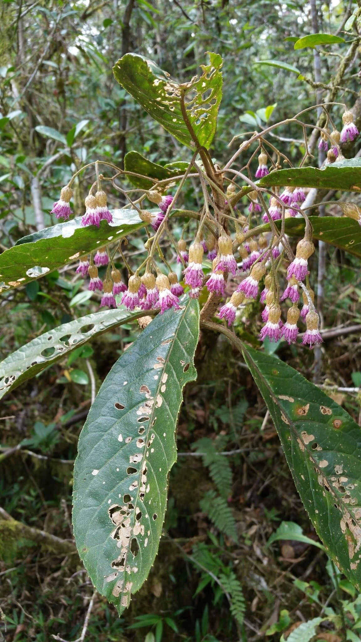 Gymnanthemum chapelieri — houseplant care guide