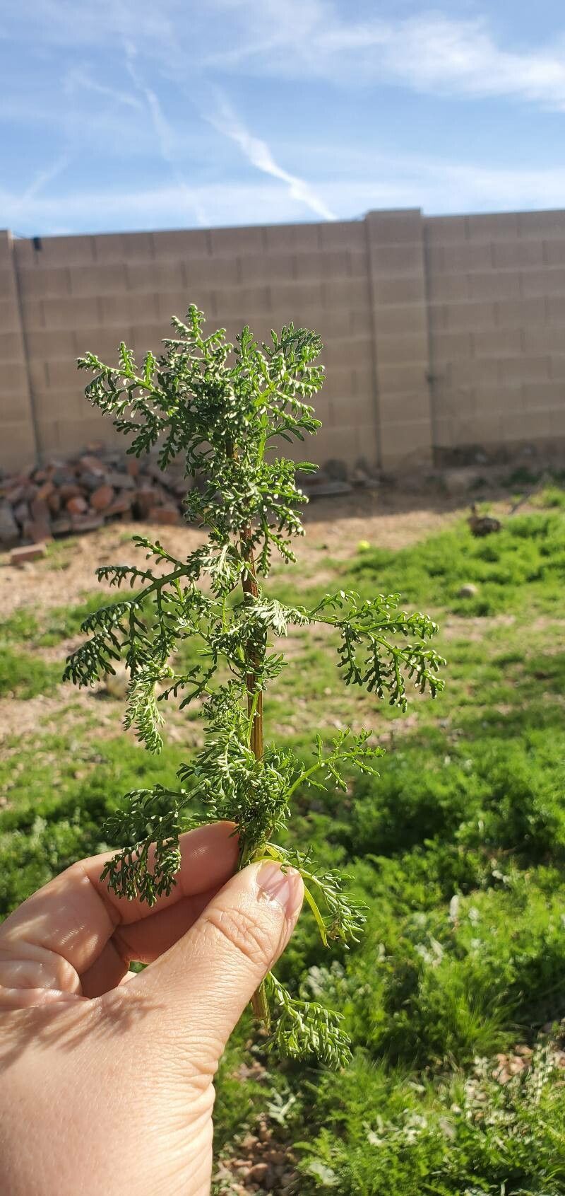 Oncosiphon piluliferum — houseplant care guide