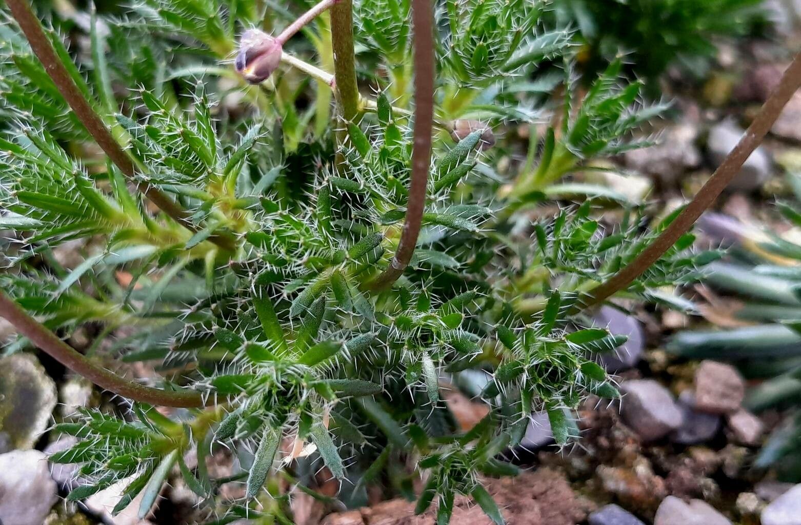 Draba lasiocarpa leaf