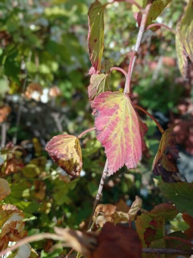 Dombeya tiliacea leaf