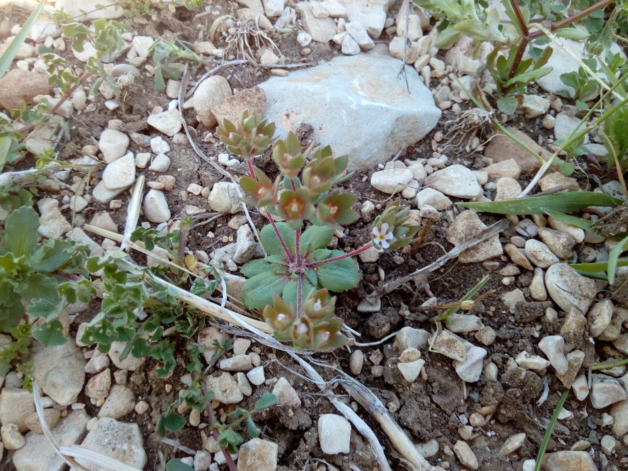 Androsace maxima flower