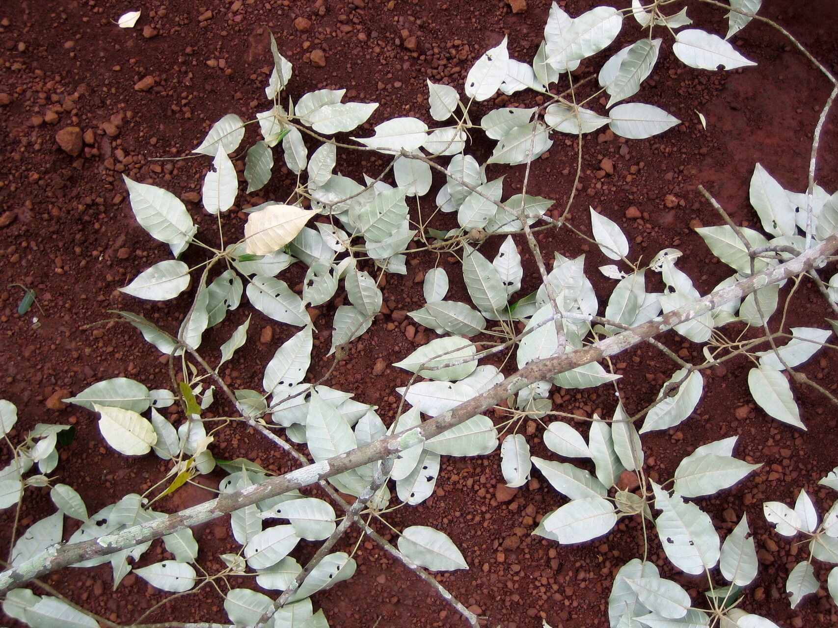 Croton aubrevillei habit