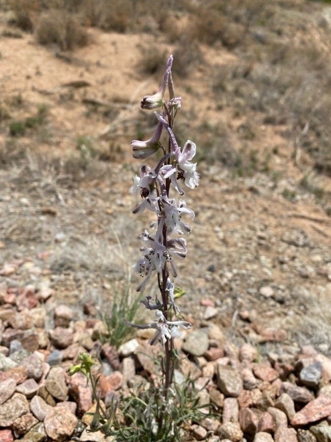 Delphinium wootonii flower