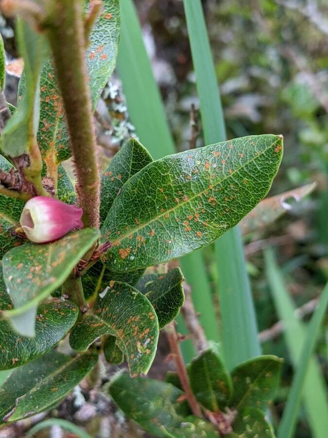Agarista buxifolia — related species from the same genus