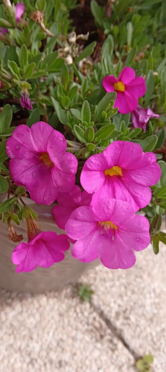 Petunia x atkinsiana flower