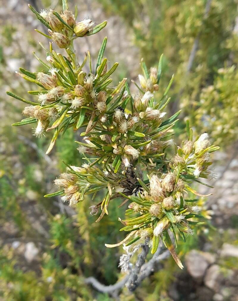 Baccharis grisebachii fruit
