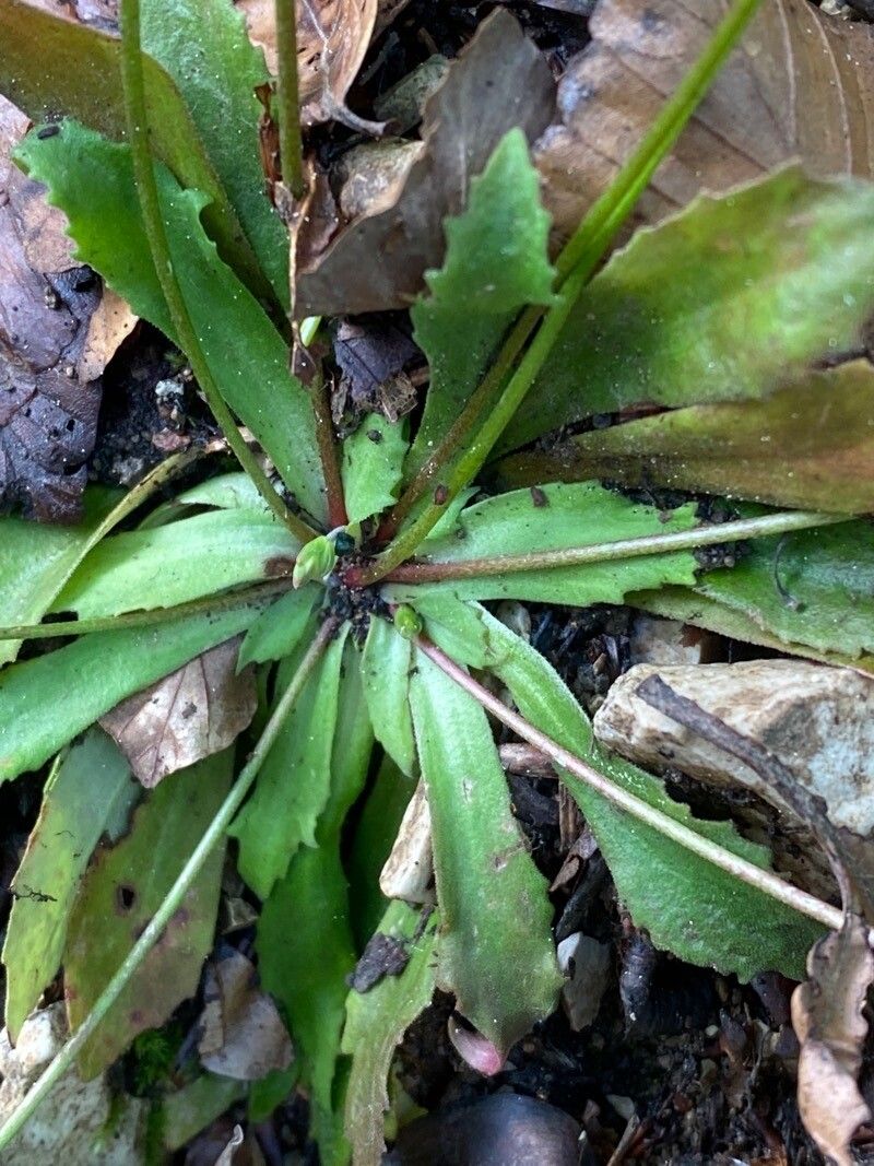 Androsace chaixii — houseplant care guide