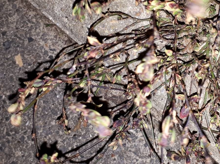 Radiola linoides — search result for 'Cameroon'