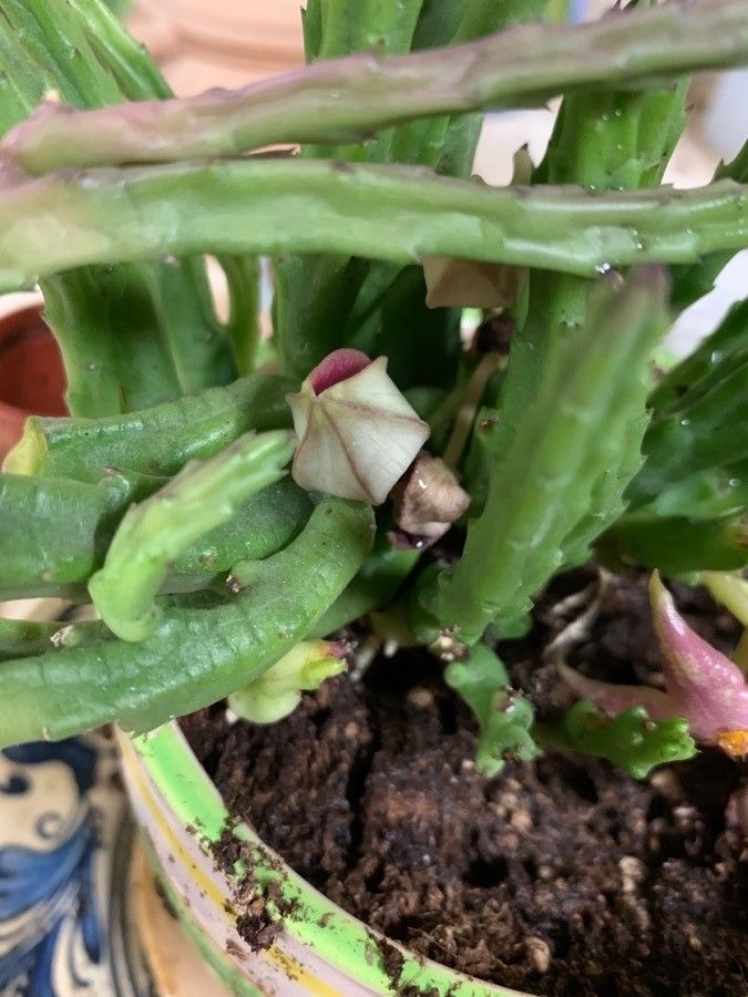 Stapelia divaricata habit