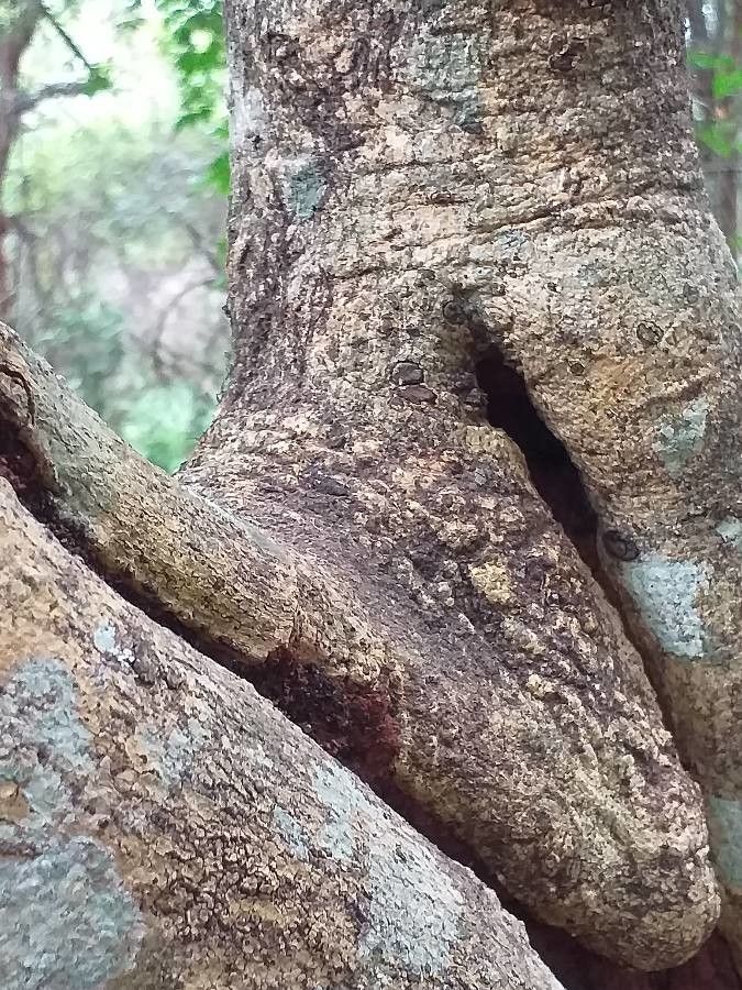 Elaeodendron buchananii bark