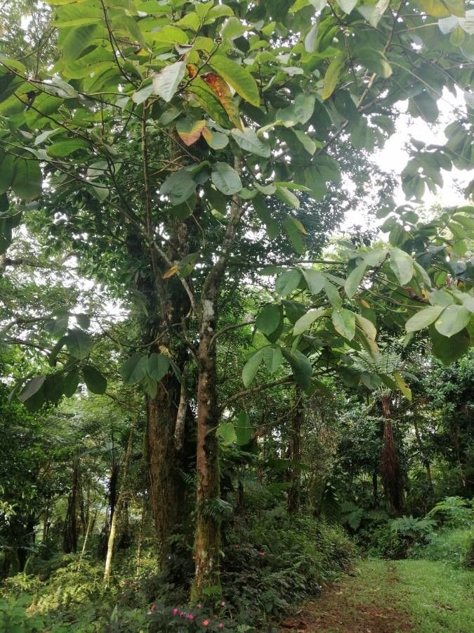 Castilla elastica flower