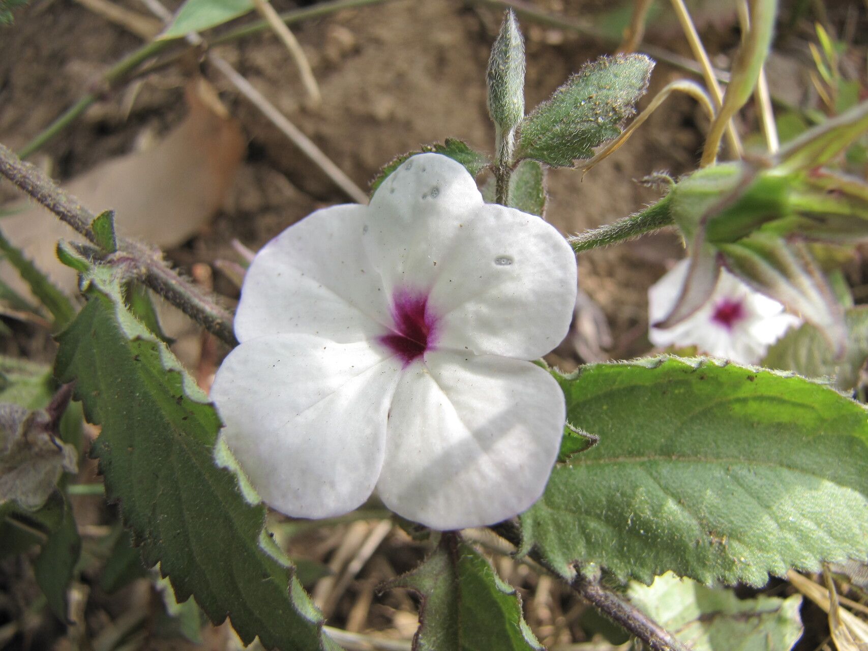 Cycnium herzfeldianum flower