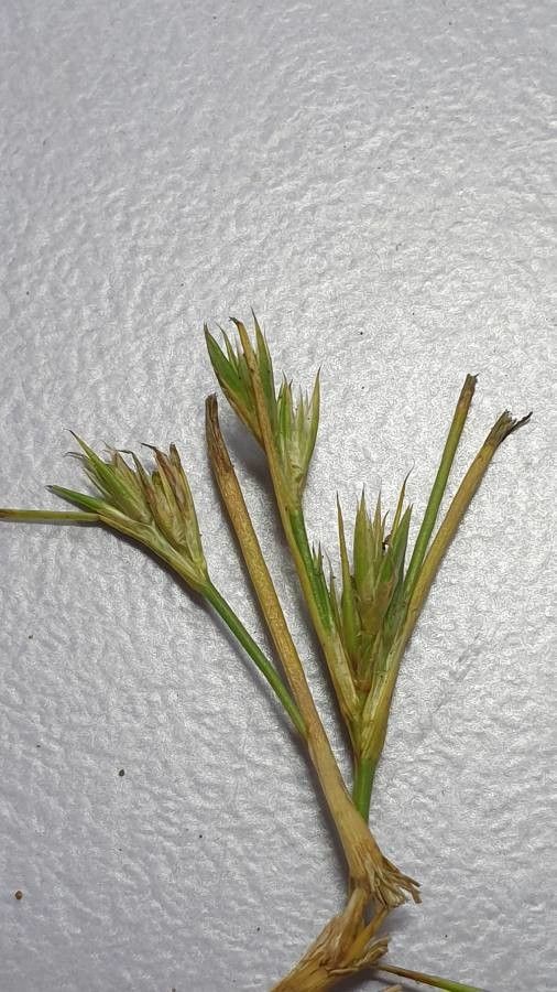 Juncus hybridus flower