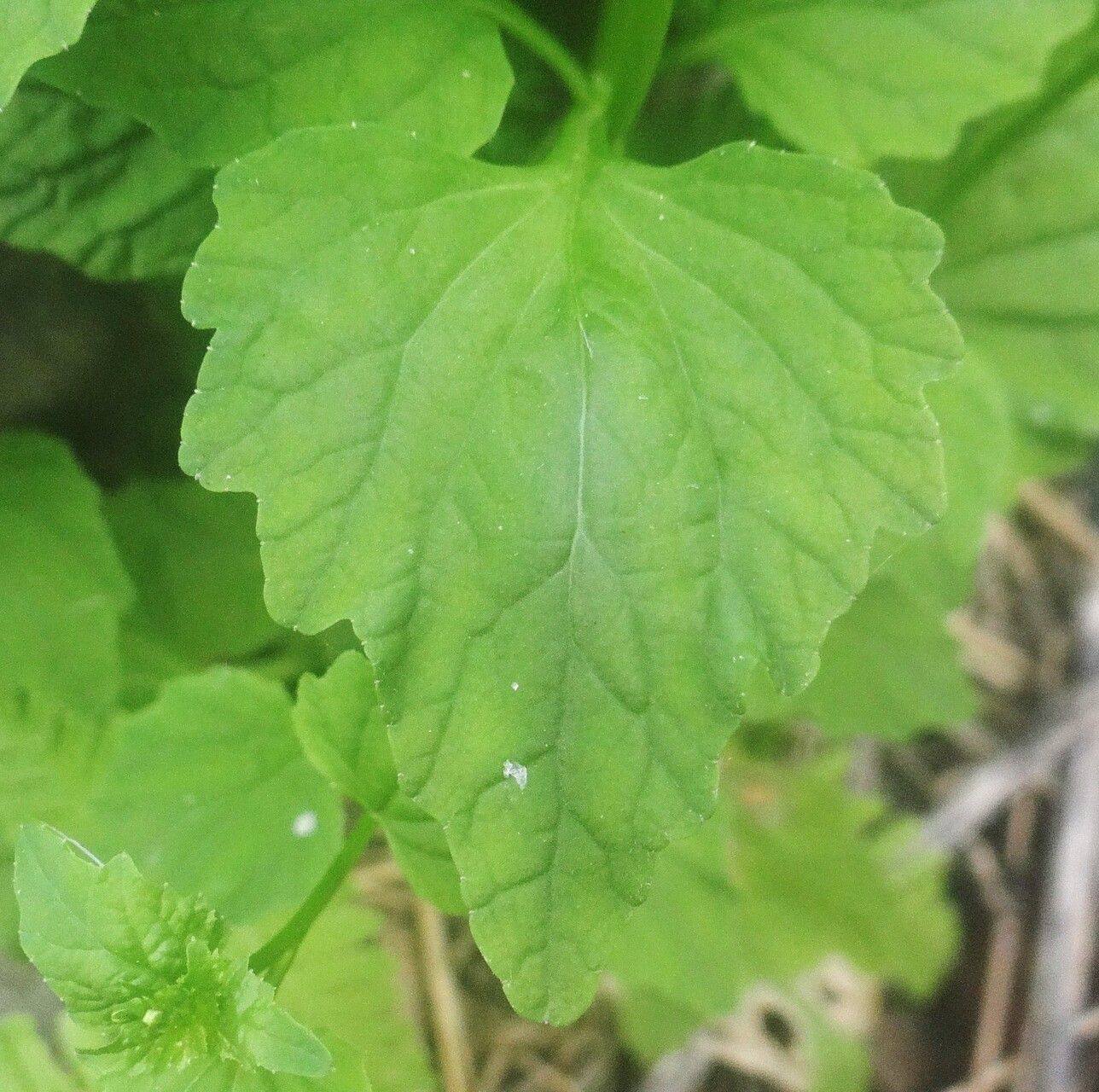 Lobelia cliffortiana — houseplant care guide