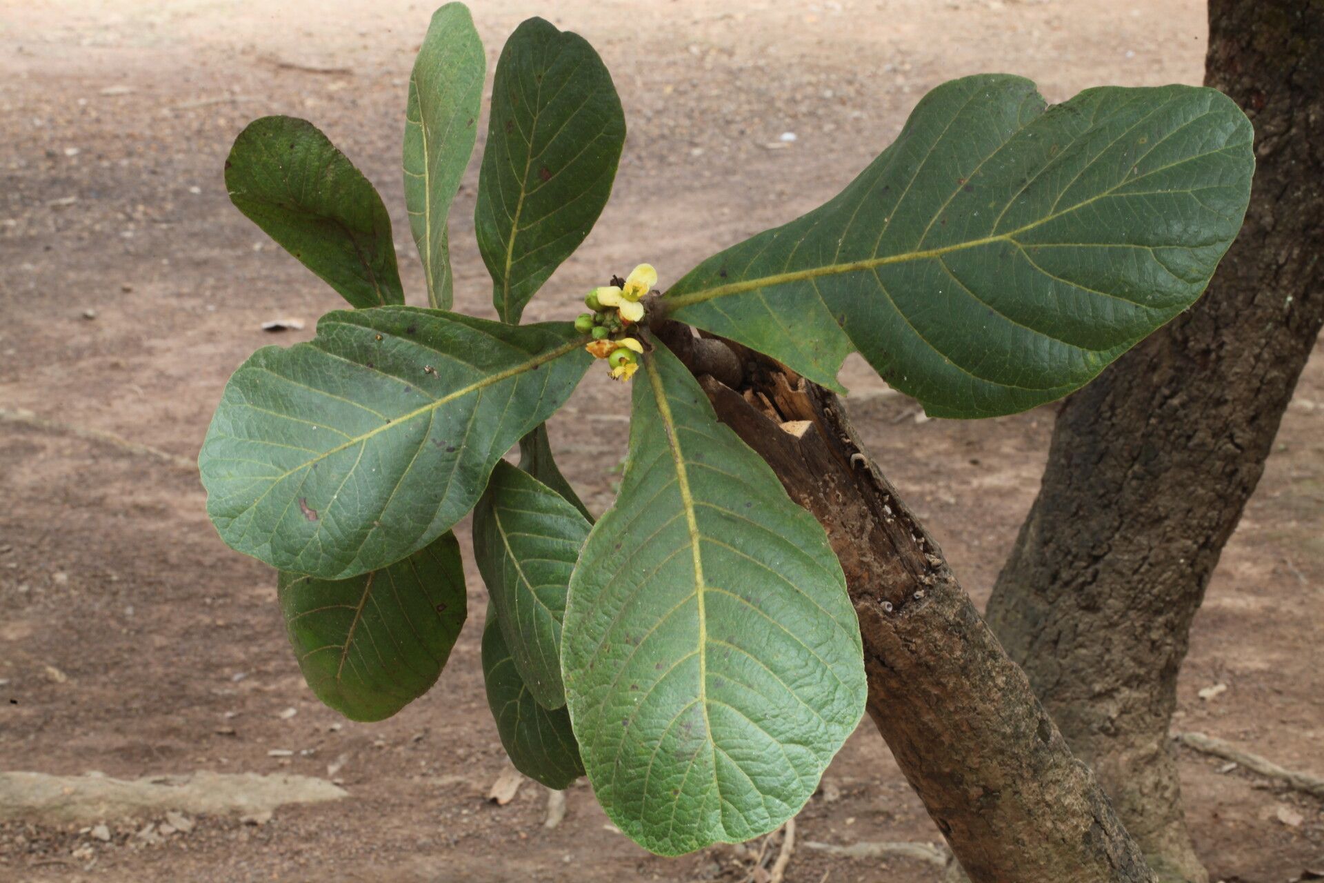 Uapaca pilosa leaf
