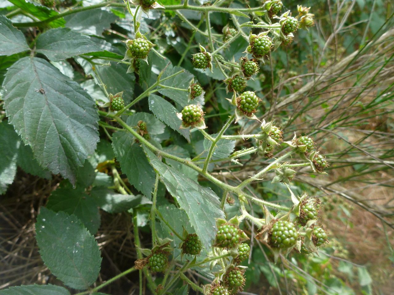 Rubus sprengelii flower