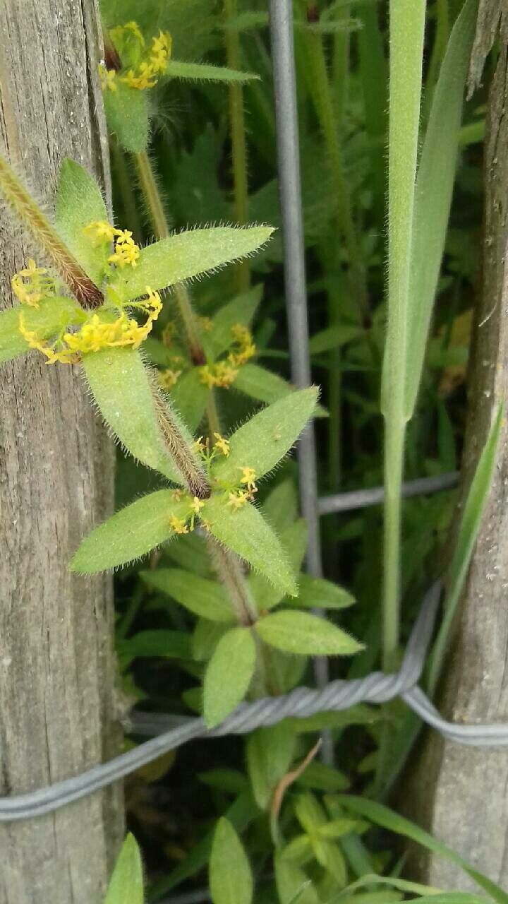 Cruciata laevipes — search result for 'Rubiaceae'
