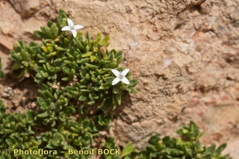 Plocama brevifolia — related species from the same genus