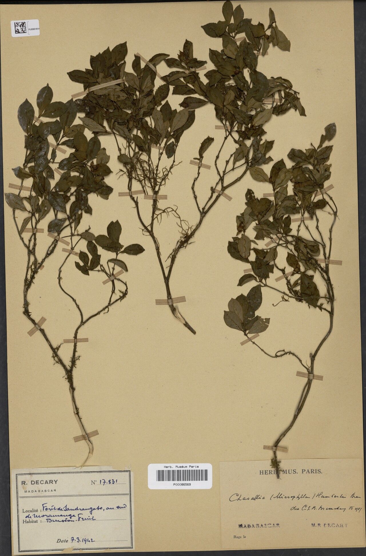 Chassalia humbertii — houseplant care guide