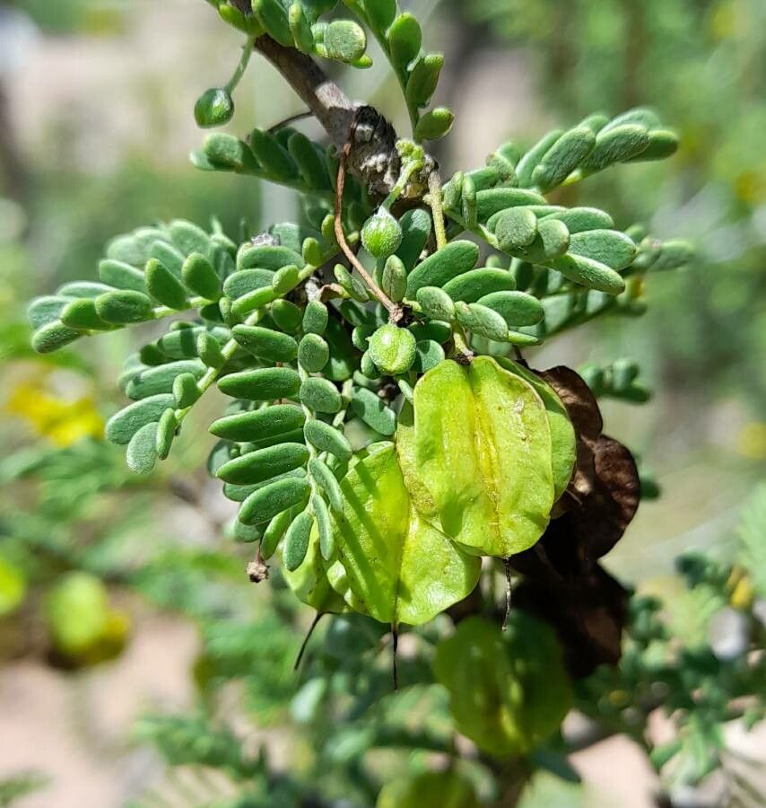 Bulnesia schickendantzii fruit