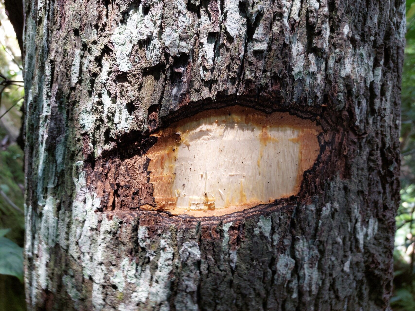 Diospyros polystemon bark