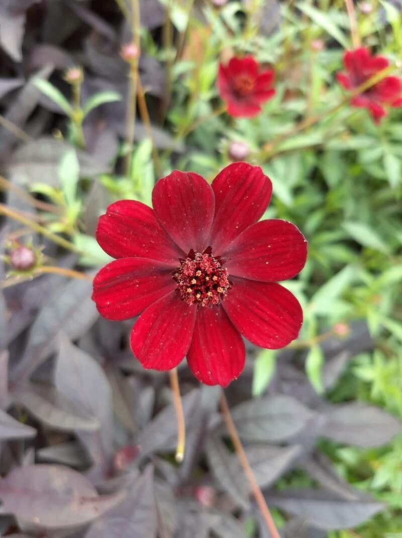 Cosmos atrosanguineus flower