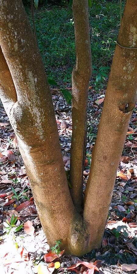 Suregada glomerulata bark