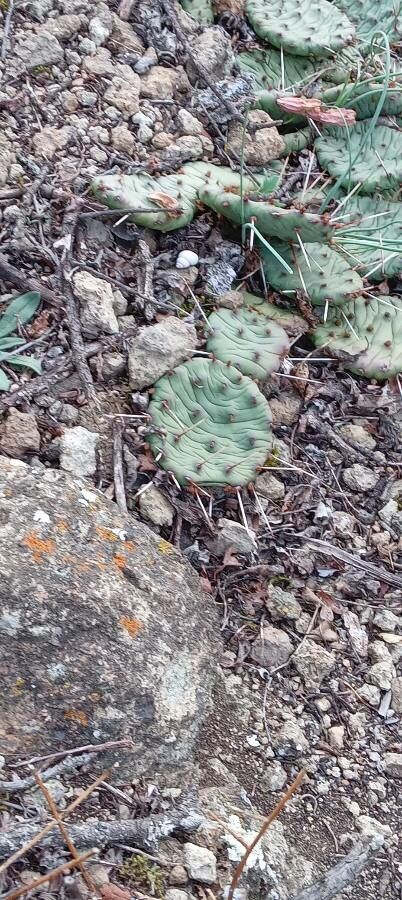 Opuntia humifusa leaf