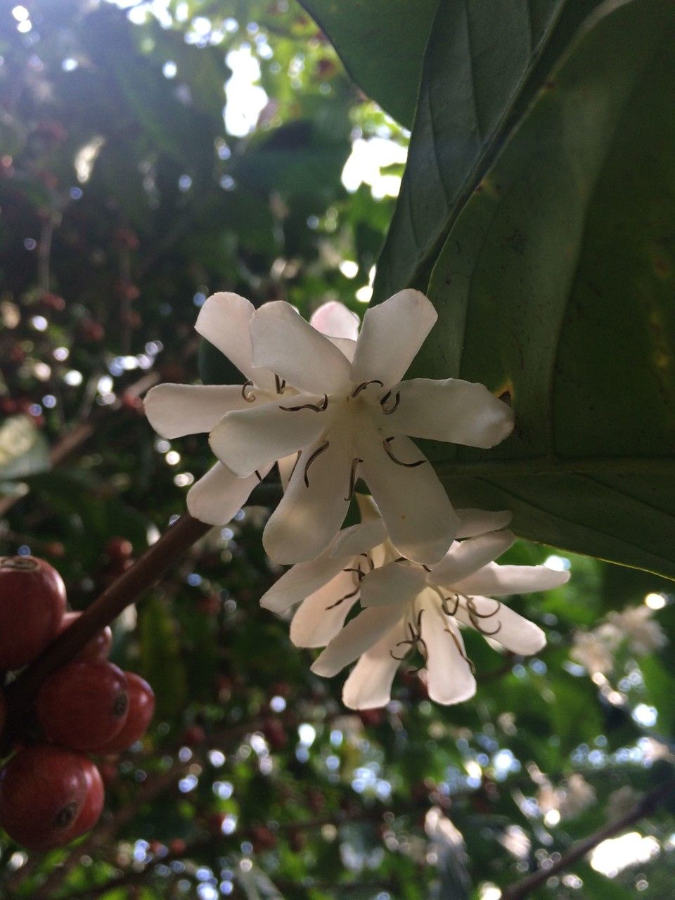 Coffea liberica flower