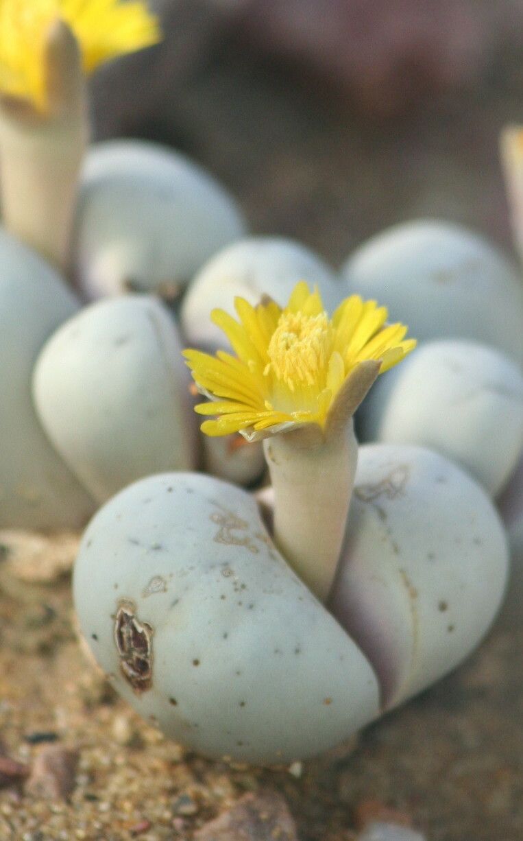 Lithops ruschiorum flower