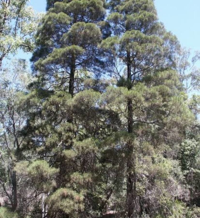 Callitris baileyi — search result for 'Cupressaceae'