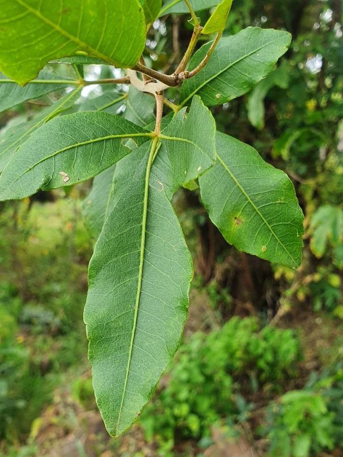 Searsia natalensis — houseplant care guide