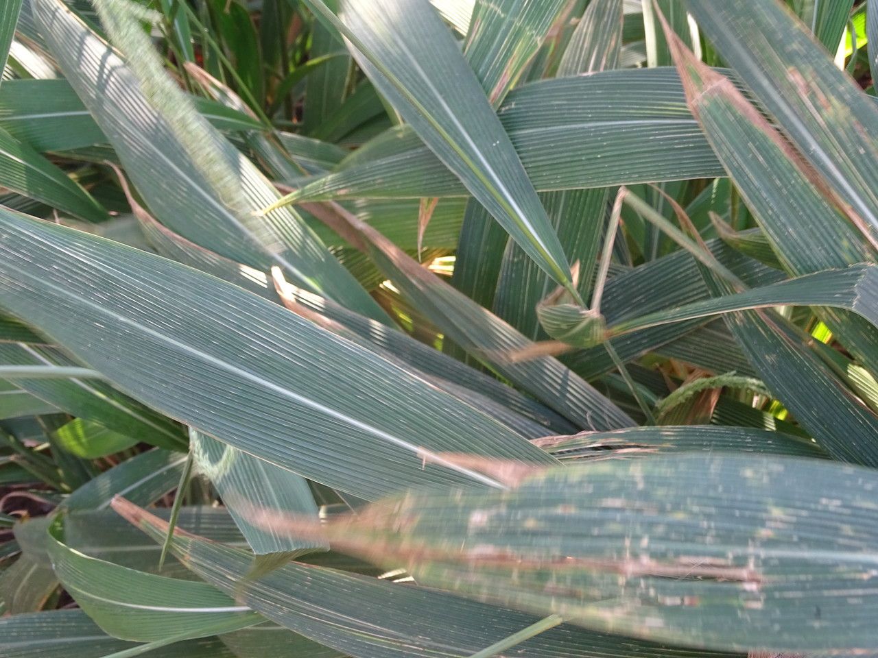 Setaria palmifolia leaf