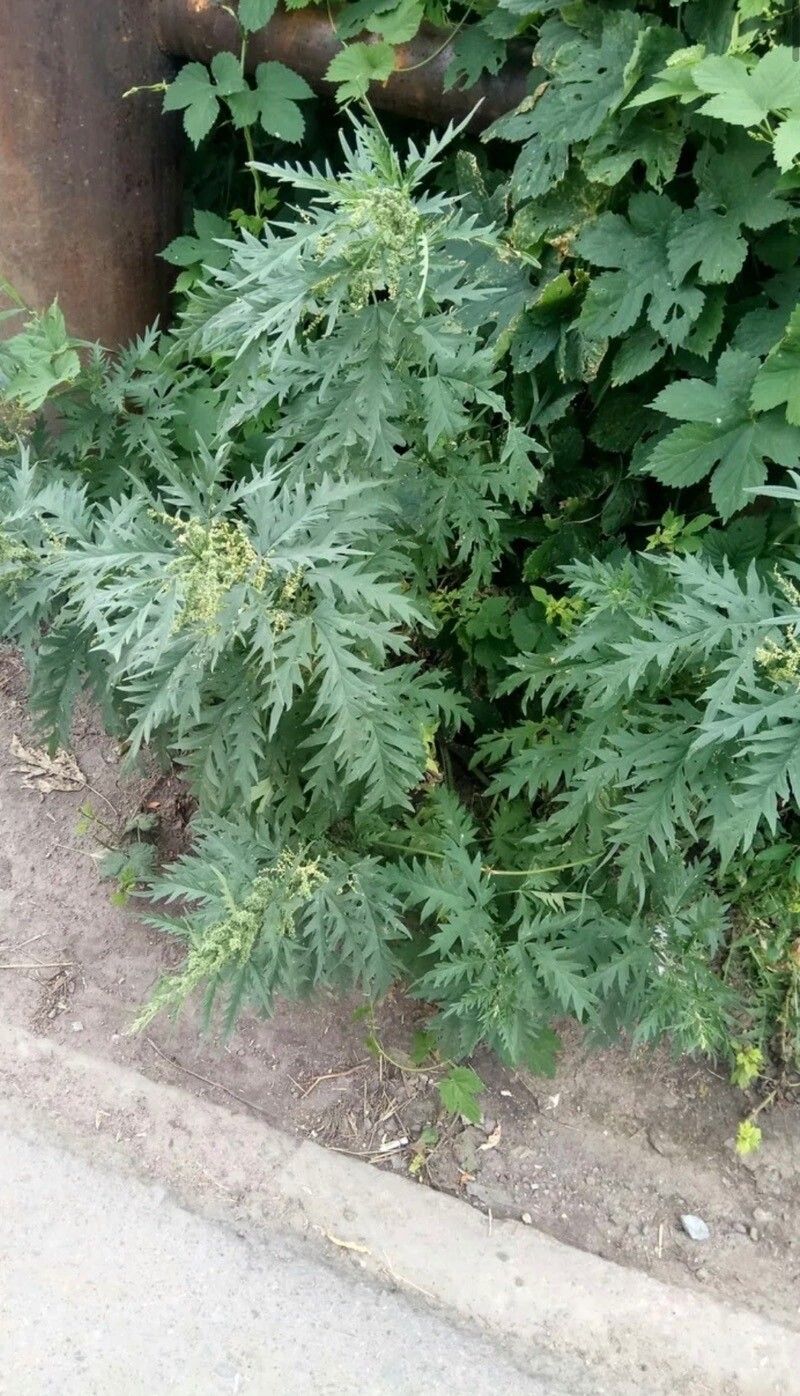 Urtica cannabina