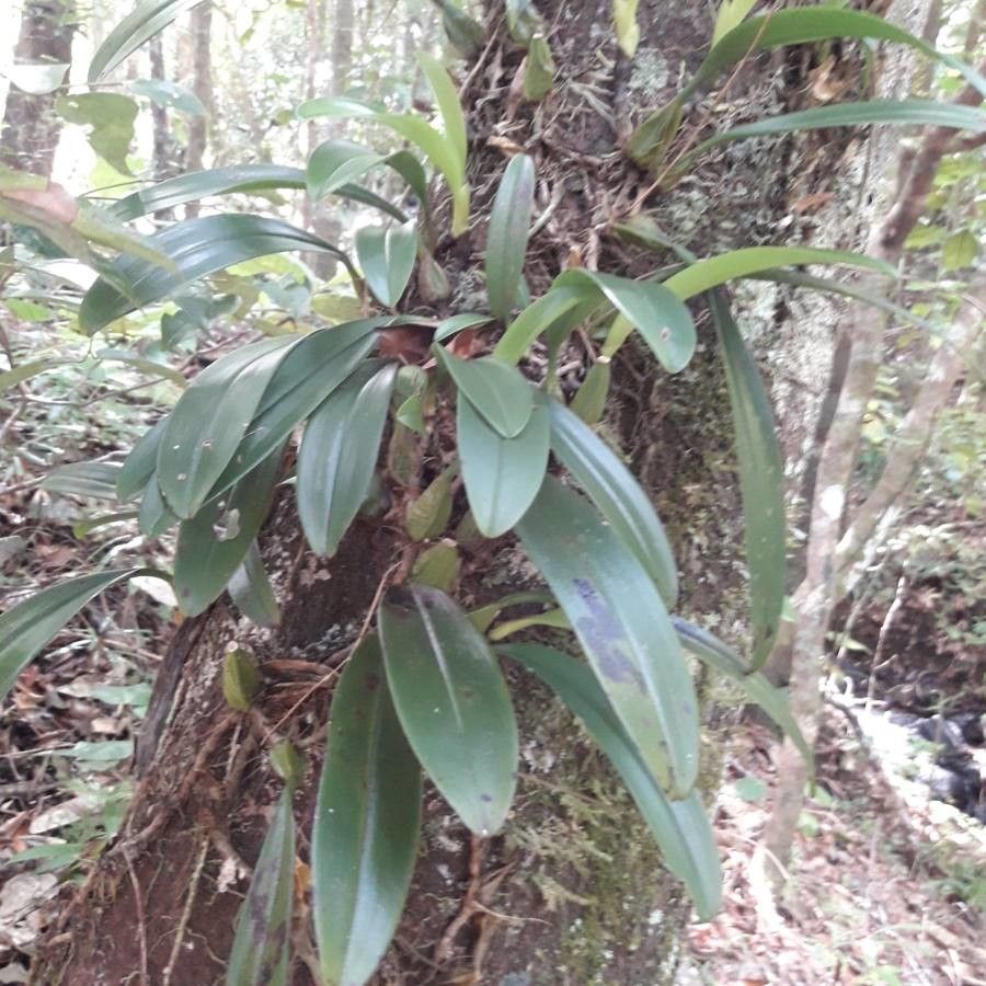 Bulbophyllum longiflorum habit
