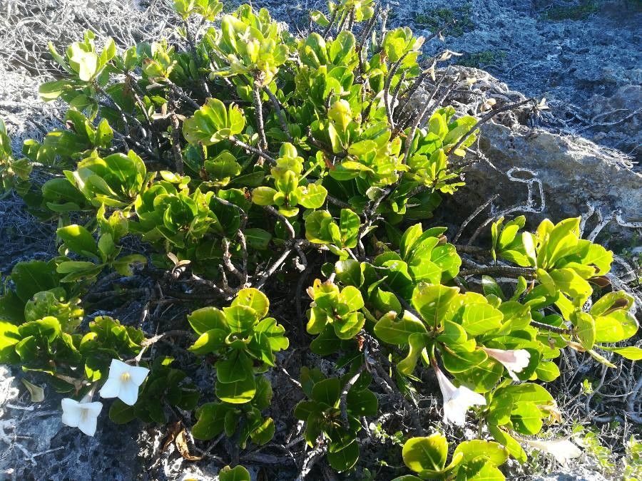 Bikkia tetrandra habit