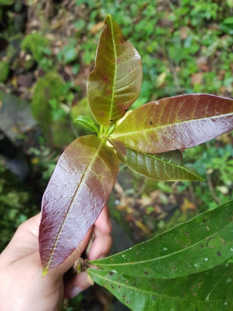 Amphitecna sessilifolia — search result for 'Amphitecna'