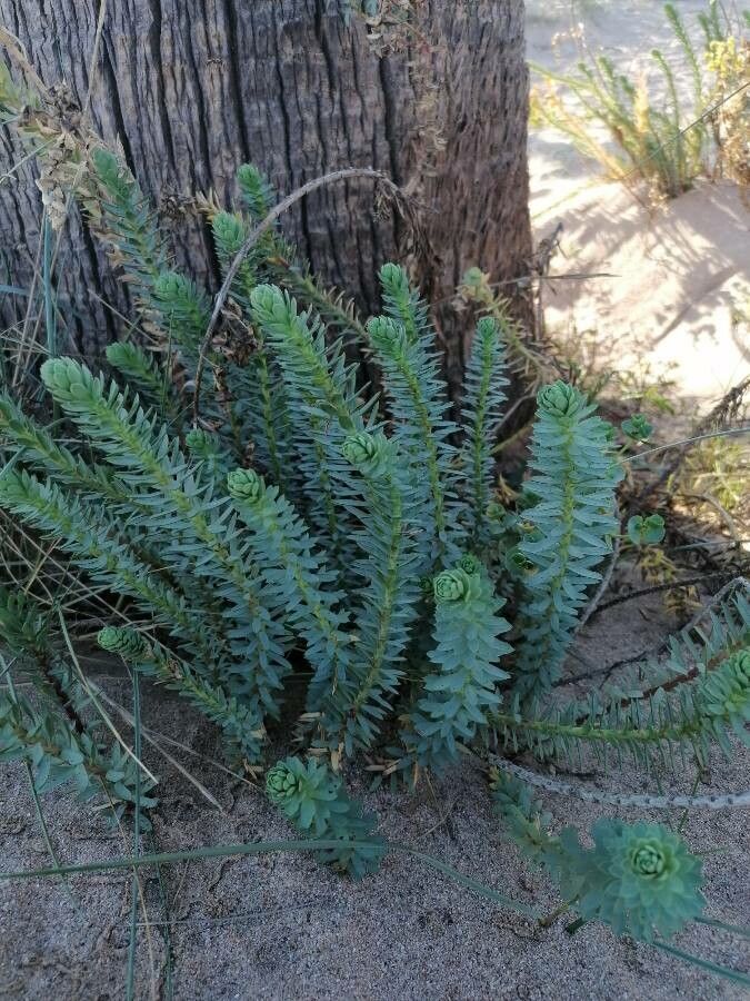 Euphorbia paralias — search result for 'Euphorbiaceae'