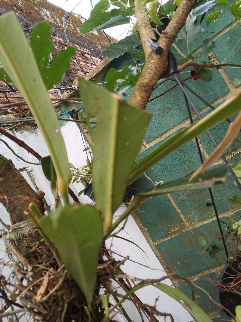 Anthurium hacumense flower