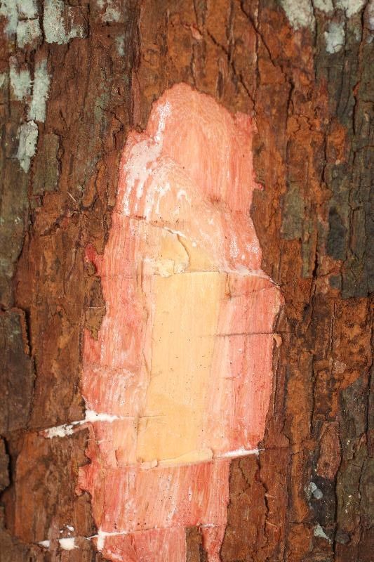 Pouteria bilocularis other