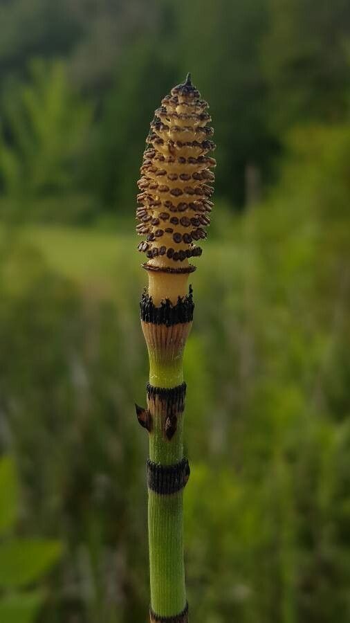 Equisetum laevigatum flower