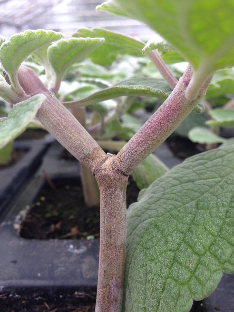 Plectranthus argentatus bark