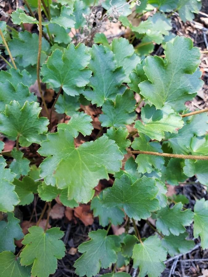 Heuchera cylindrica leaf