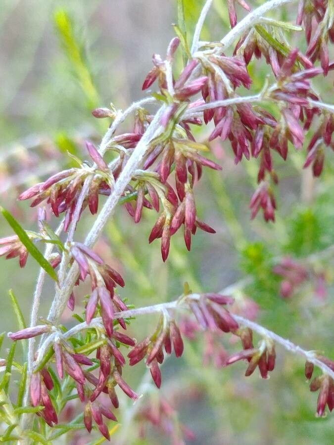 Cassinia sifton flower
